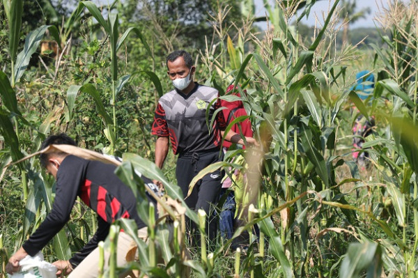 Bupati Sukamta Ajak Petani Tanah Laut Tanam Jagung