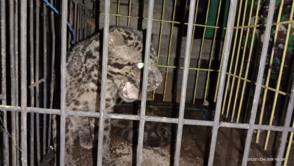Pasaman Barat Gempar, Macan Dahan Masuk Rumah Warga