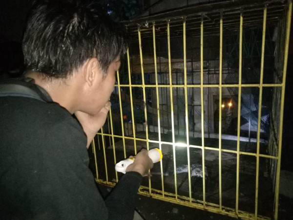 Pasaman Barat Gempar, Macan Dahan Masuk Rumah Warga