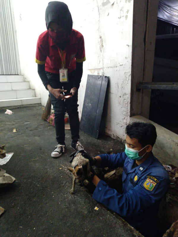 Bukan Sekadar Memadamkan Api, Petugas Damkar Juga Sigap Menolong Kucing dan Mengevakuasi Ular