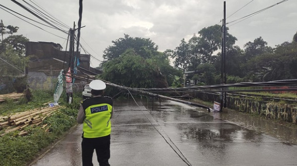 Pohon Tumbang Timpa Mobil Brio di Pamulang, Arus Lalu Lintas Terputus Seketika