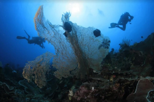 Keren, Spot Unik Bawah Laut Bolaang Mongondow Selatan Menantang Dijelajahi