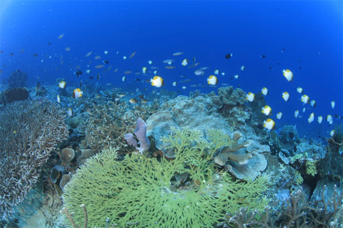 Laut Lepas Bolaang Mongondow Selatan Tawarkan Spot Unik dan Menantang bagi Penyelam