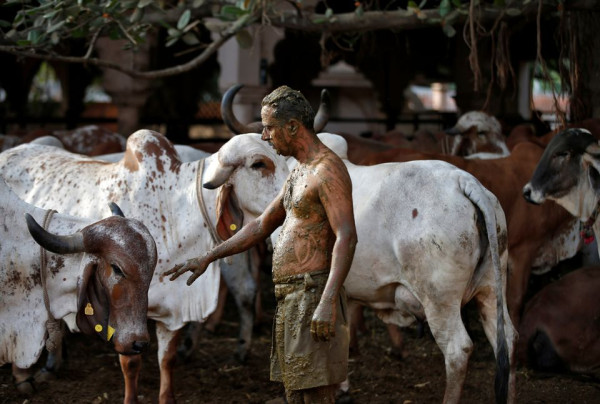 Warga India Mandi Kotoran Sapi untuk Tangkal Covid-19, Ini Kata Dokter