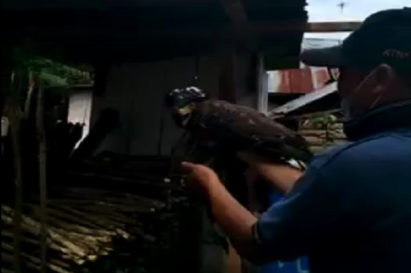Tembak Burung Elang Dilindungi hingga Tak Bisa Terbang, Oknum Kades Diperiksa Polisi