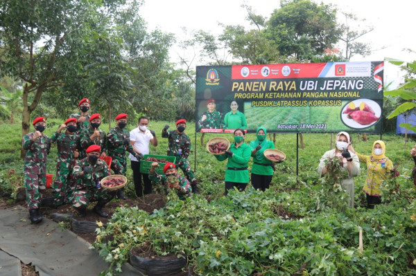 Ubah Lahan Kosong Menjadi Produktif, Pusdiklatpassus Panen Raya Ubi Jepang