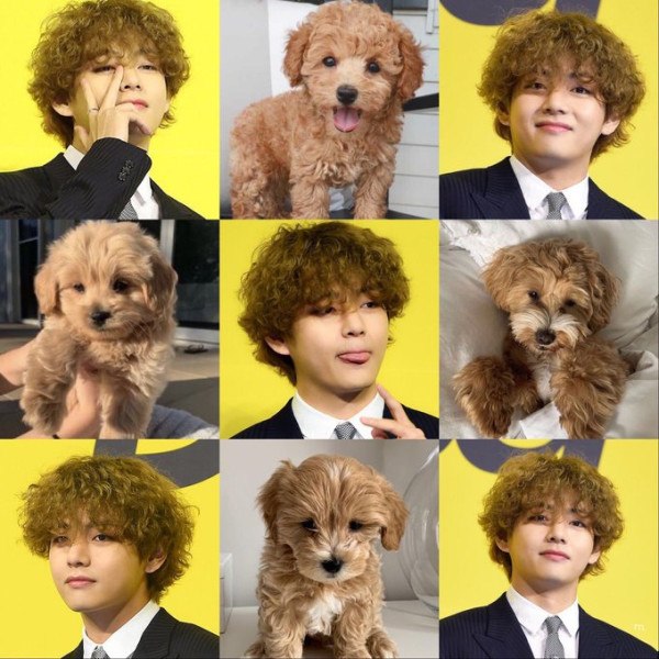 Potret Rambut Keriting V BTS yang Jadi Meme di Media Sosial