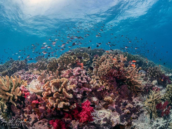 5 Jenis Terumbu Karang Terindah di Seluruh Dunia