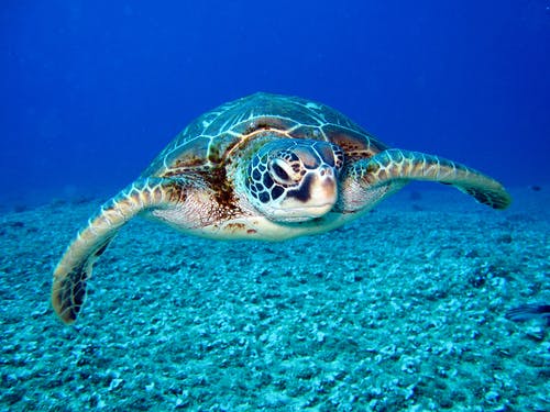 6 Spesies Laut Terancam Punah, Kamu Harus Tahu!