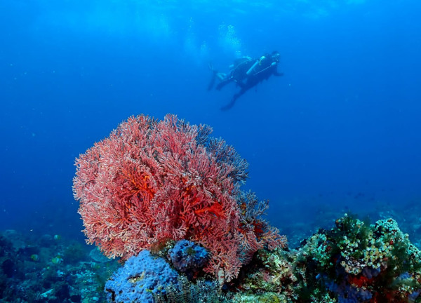 Menjelajah Kawasan Bawah Laut Likupang yang Tak Kalah Indahnya dengan Bunaken