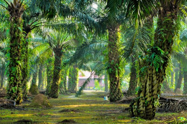 'Pohon Sakti' Ulin Tak Lagi Dilindungi, Bagaimana Nasib Selanjutnya?