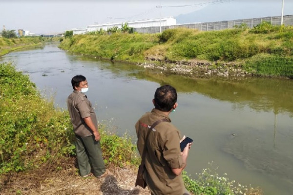 Penampakan Buaya di Sungai Sadar Mojokerto Viral, BBKSDA Jatim Sisir Lokasi