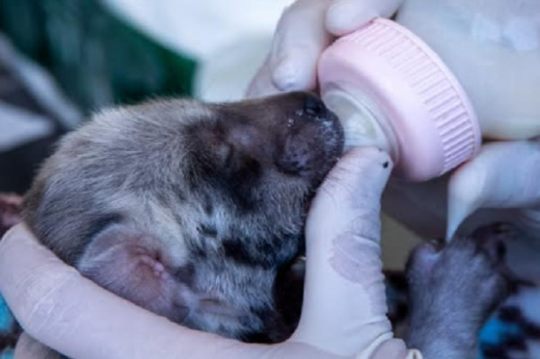 Dua Bayi Hyena, A’ali dan Amman Lahir di Taman Safari Bali