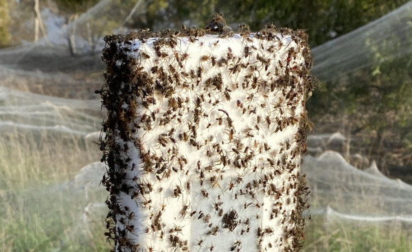 Fenomena Aneh, Jaring Laba-laba Selimuti Kota-kota Australia, Pertanda Apa?