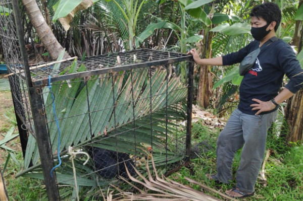 Kera Macaca Maura Serang Anak-anak di Desa Borimasunggu