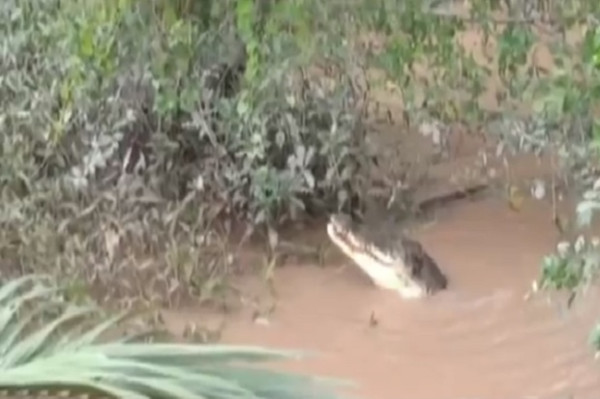 Horor! Penampakan Buaya Besar Makan Biawak Teror Warga Rokan Hilir
