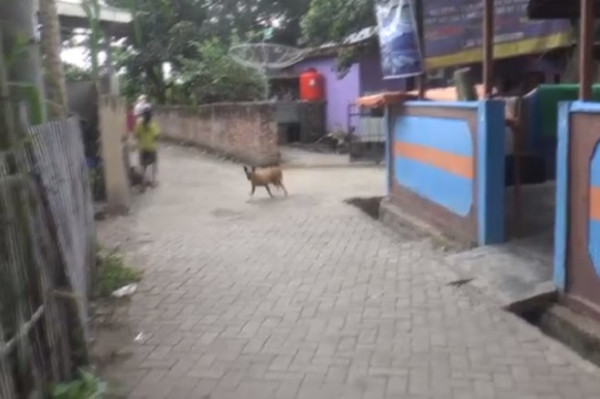 Horor! Serangan Anjing Rabies Lukai 11 Warga Alas Sumbawa