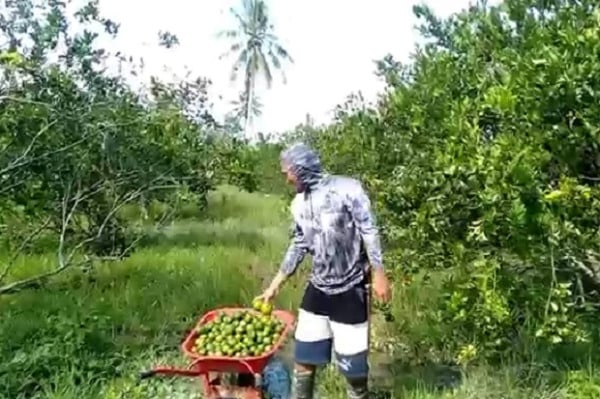Petani di Mamuju Kewalahan Permintan Jeruk Meningkat karena Dijadikan Penangkal Corona