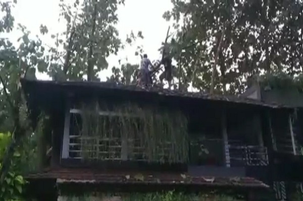 Angin Kencang, Pohon di Kebun Artis Mayangsari Tumbang hingga Timpa Rumah Warga