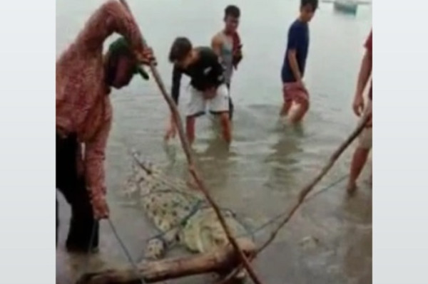 Buaya Raksasa Gemparkan Kolaka, Muncul Tiba-tiba, Jinak dan Mau Dibelai
