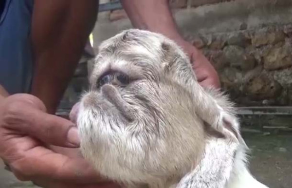 Aneh Tapi Nyata! Anak Kambing Berwajah Mirip Monyet Gemparkan Pacitan