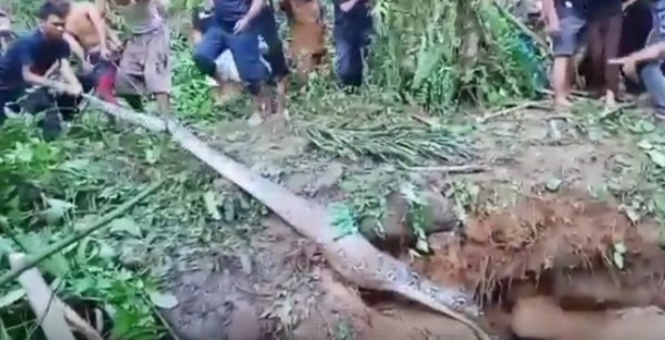 Ular Piton Sepanjang 8 Meter Gemparkan Warga Bungo