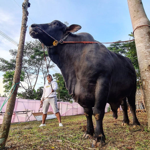Sambut Idul Adha, 4 Artis Ini Kurban Sapi Jumbo Hingga 1,4 Ton