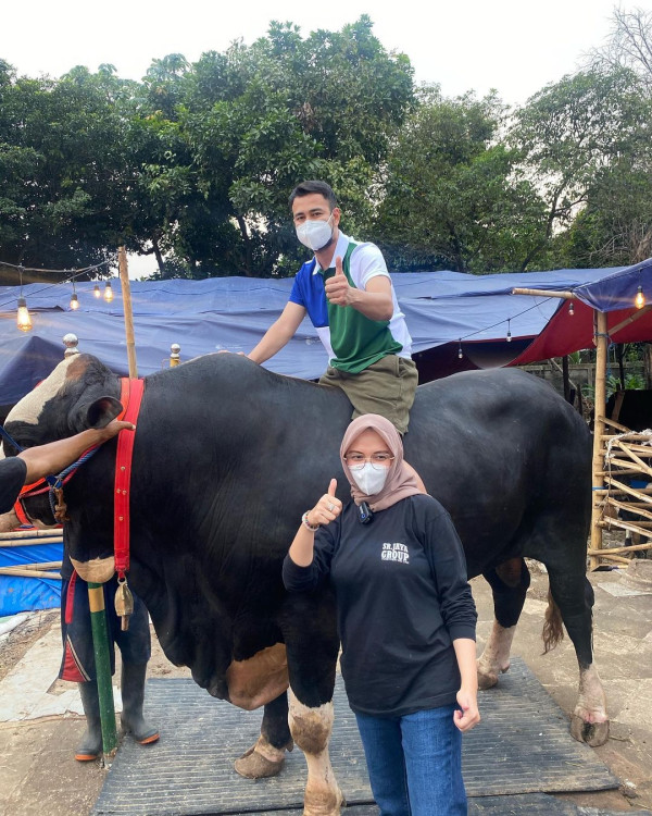Sambut Idul Adha, 4 Artis Ini Kurban Sapi Jumbo Hingga 1,4 Ton