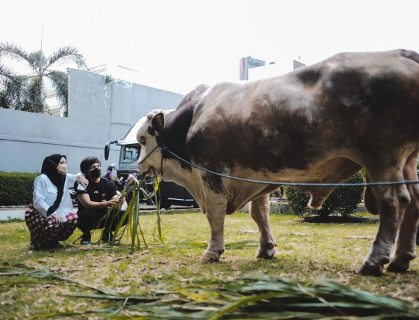Sambut Idul Adha, 4 Artis Ini Kurban Sapi Jumbo Hingga 1,4 Ton