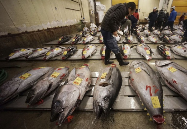 Aplikasi Laut Nusantara Bikin Nelayan Bisa Tangkap Ikan-Ikan Mahal