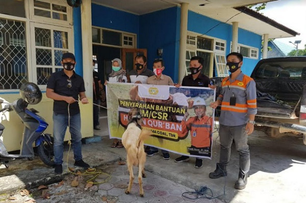 Idul Adha, PT KPC Salurkan 9 Sapi dan 7 Kambing di Kobar dan Lamandau