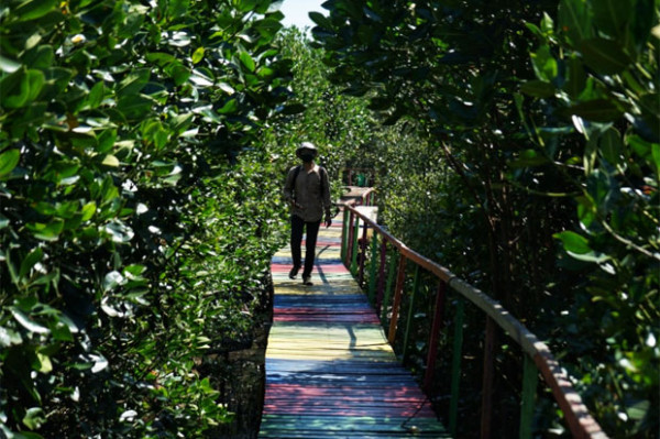 Hutan Mangrove Jaga Ekosistem Alam