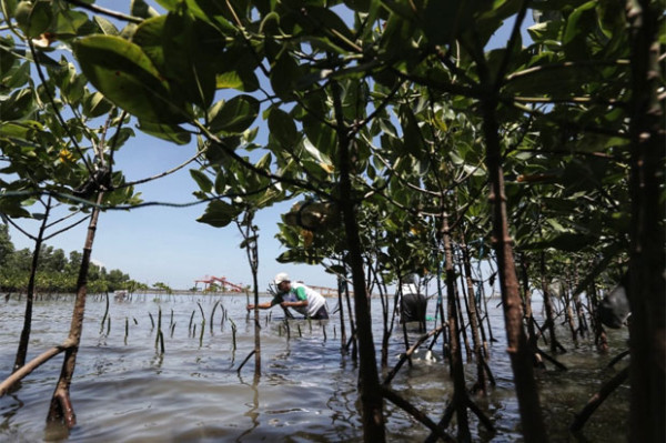 Hutan Mangrove Jaga Ekosistem Alam