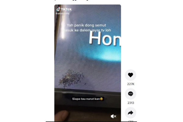 Viral di Tiktok, Gerombolan Semut Masuk TV Ditanggapi Kocak Netizen