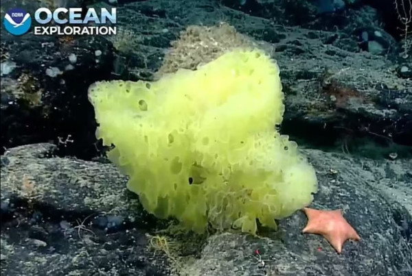 Ilmuwan Syok Bertemu SpongeBob dan Patrick Asli di Dasar Laut
