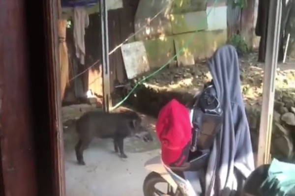Kelaparan Babi Hutan Masuk Permukiman Bikin Panik Warga Hambalang Bogor