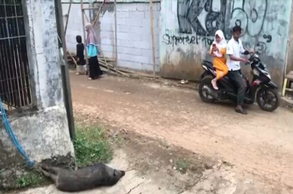 Kelaparan Babi Hutan Masuk Permukiman Bikin Panik Warga Hambalang Bogor