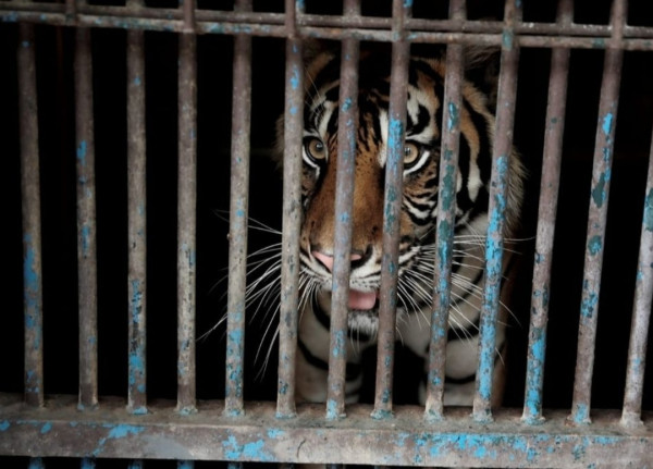 Tengok 2 Harimau Terpapar Covid-19 di TMR, Anies: Hari dan Tino Tidak Harus Buru-buru WFO
