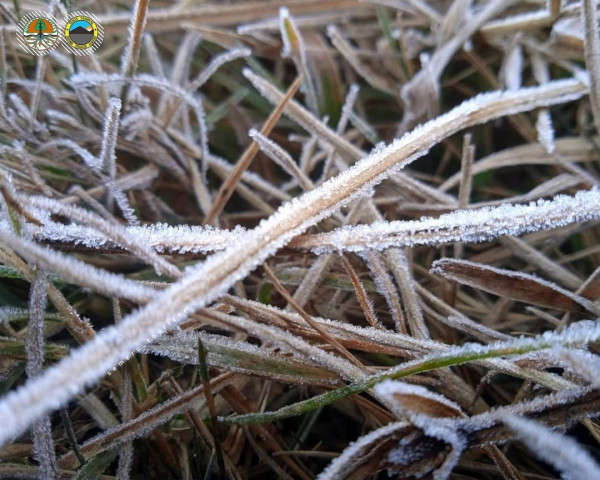 Fenomena Frost, Ketika Tumbuhan di Ranupani Gunung Semeru Diselimuti Salju