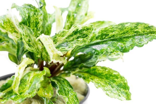 Harga Tanaman-Tanaman Aquascape yang Harganya Fantastis, Ada yang Setara Skincare SK II