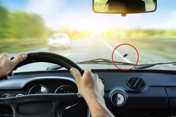Memprediksi Nasib Lalat Setelah Keluar dari Dalam Mobil yang Tengah Ngebut
