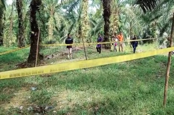 Korban Pembunuhan Berantai! Kakek Sugiono, Istri dan Cucunya Ditemukan Tewas di Kebun Sawit