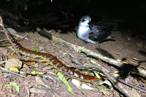 Kelabang Raksasa Pemakan Burung Laut Eksis di Australia