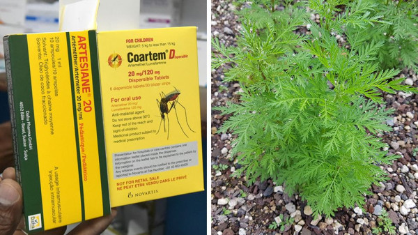 Calon Obat Covid-19, WHO Uji Coba Obat dengan Ekstrak Artemisia yang Bikin Gempar