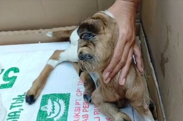 Ini Penampakan Kambing Bermata Satu Gegerkan Blitar, Pemilik Mengaku Ketakutan