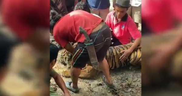 Sempat Diobati, Nyawa Harimau Sumatera yang Ditemukan Sakit Tak Tertolong