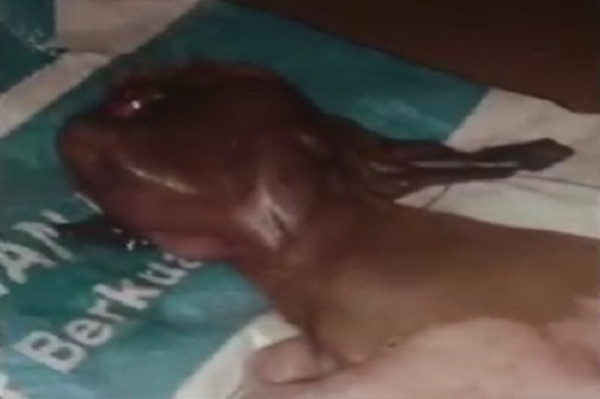 Heboh! Anak Kambing Berwajah Mirip Monyet dengan 1 Kelopak Mata