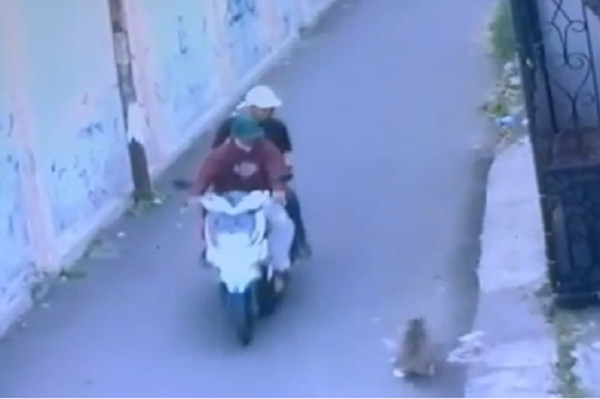 Pemotor Gondol Kucing Persia di Permukiman Warga Depok