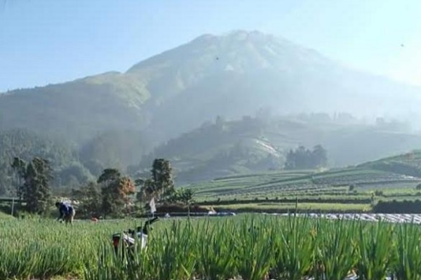 Eksotis Wisata Alam Nampan, Panorama Gunung Sumbing Manjakan Wisatawan Berswafoto