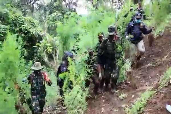 Terungkap, Ladang Ganda Madina Ditanam di Lokasi Ekstrem Berketinggian 900 Mdpl